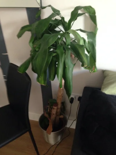 elmyn - Co to za #kwiatek #palma ? Jak to podlegać? Stoi w moim nowym mieszkaniu i ni...