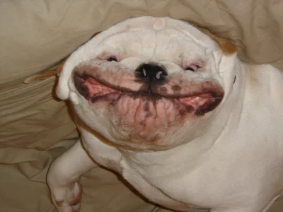 ledy - #pies #usmiech Pan Pieseł wygląda jak zawinięty naleśnik.
