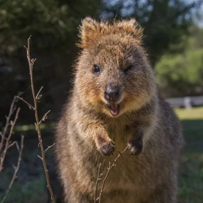 aloszkaniechbedzie - ( ͡~ ͜ʖ ͡°)

#quokka #quokkanadzis #quokkanawieczor #zwierzacz...