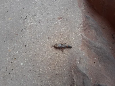 silentium - Typ miał 8 cm długości. Mieszka w Jordanii. Ktoś rozpoznaje?
#owady #cot...