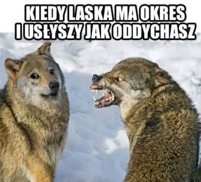 EmPfLiX - Kurde uwielbieniam memy z #piesel #smiesznypiesek #humorobrazkowy #heheszki...
