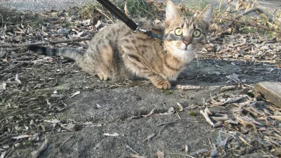 Stalowa_Figura - Kitku dobrze się kamufluje w buro—szarych barwach jesieni. Zwłaszcza...