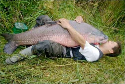 drhipis - Kocham Cię Rybo. #pijzemnokompot
