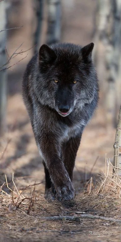 luuzik - Ten jaki futrzasty i dość sędziwy raczej 

#wilk #smiesznypiesek #natura