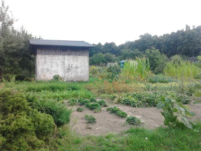 koc_grzewczy - #ogrodkiboners 

Mój ogródek.