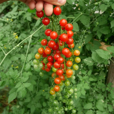 hoop - Om om om
Bede jot ( ͡° ʖ̯ ͡°)

#ogrodnictwo #pomidory #domowyogrod #wies