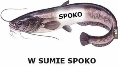 p.....a - spoko #spoko