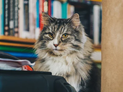 misziro - zaczynam na poważnie wchodzić w świat fotografii portretowej

#kot #pokazko...