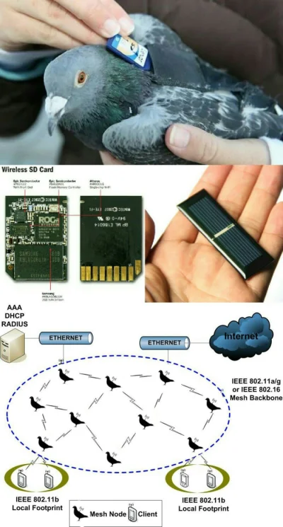 Badmadafakaa - #technologia #internet #golebie #heheszki #ciekawostki