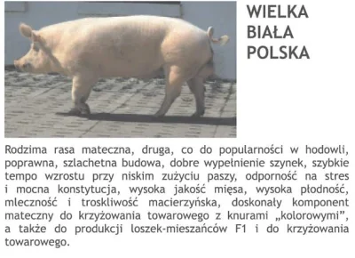 a.....y - już wiem o co walczy #onr