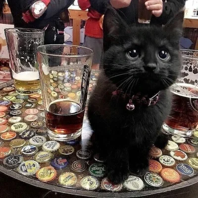 MadIen - coś słodkiego do piwa (｡◕‿‿◕｡)
#koty #kot #kitku