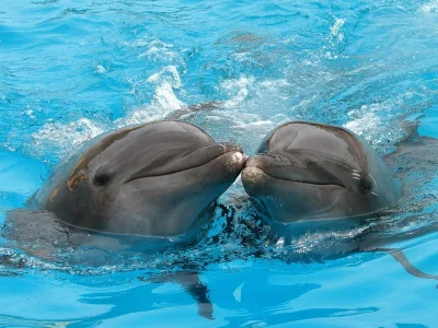 sinusik - #ciekawostki #delfiny #zwierzaczki 
Delfiny są zwierzętami społecznymi. We...