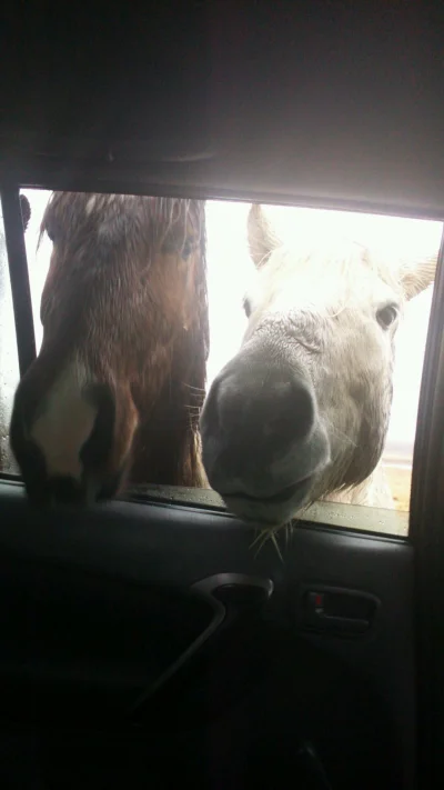 Szkieletor - (Chyba) Dzikie konie na drodze na Islandii 

#islandia #smiesznypiesek...