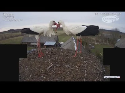 ixem - Matka zdecydowała, że zostaną trzy. Puchate bocianiątka :)