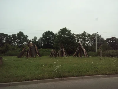 P.....w - Wie ktoś co to za stosy drewna ułożone jak do wielkiego ogniska, za Magnoli...