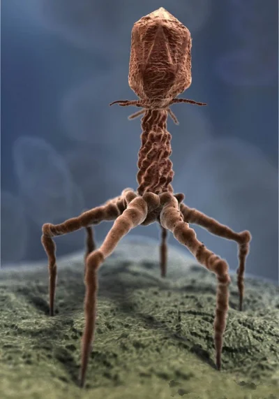 m.....r - Oto przed Państwem bakteriofag. Przywitajmy go gromkimi plusami.

#fotogr...