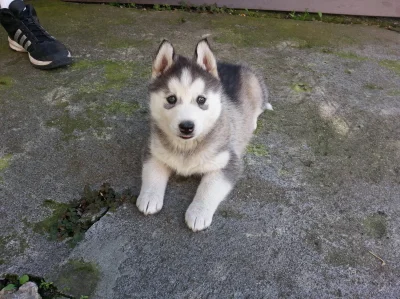 kopek - Fajny piesek. Ale mam pytanie Husky z Owczarkiem niemieckim sie nie zagryzą? ...