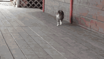 kapelushh - Patataj, patataj
#humorobrazkowy #heheszki #gif #koty