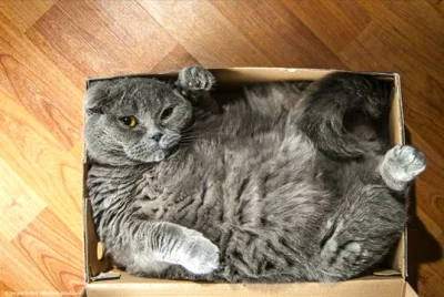 anonim1133 - >If I don't fits, I still sits.
#smiesznykotek