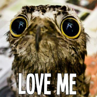 zaspiewamjeszczeraz - #smiesznypiesek #sowa #zwierzaczki