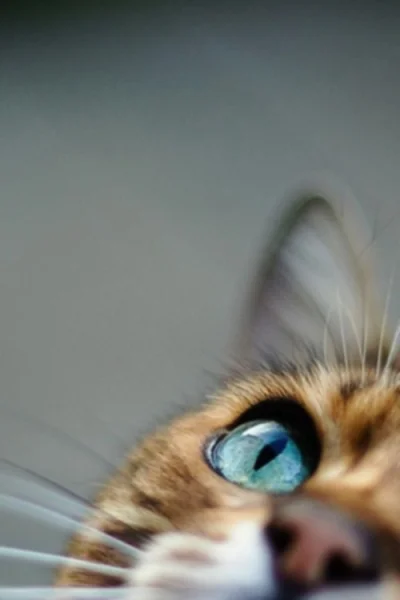 p.....a - #koty #oczy #kocieoczy