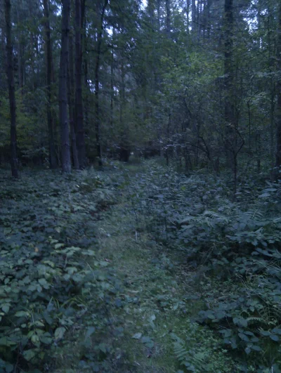 goromadska - Dzisiaj spacerowałem przez las #nieznany aczkolwiek blisko bo spacerek n...