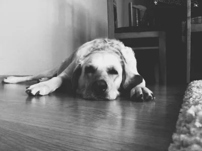 panczowskyy - #pokazpsa #pies moja piękna Gaia, za parę dni kończy 4 lata 乁(♥ ʖ̯♥)ㄏ