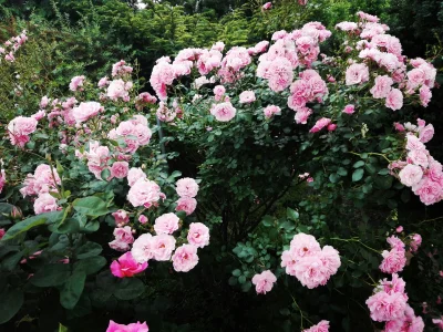 laaalaaa - Moja róża 10/100 
SPOILER
#chwalesie #mojeroze #ogrodnictwo #mojezdjecie