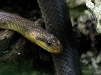 DuchBieluch - Wąż eskulapa (Zamenis longissimus) – gatunek węża występujący w Europie...