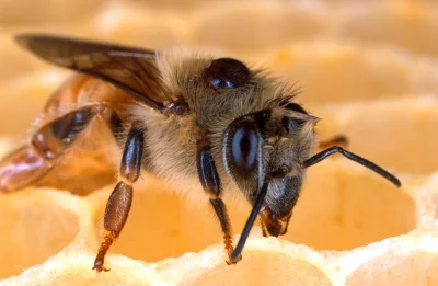 m___m - Tu bardzo dobrze widać osobnika Varroa wczepionego w plecy pszczoły.