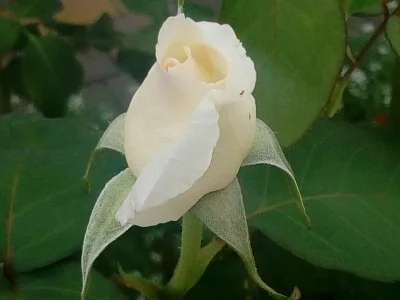 laaalaaa - Róża 54/100
SPOILER
#mojeroze #ogrodnictwo #chwalesie #mojezdjecie