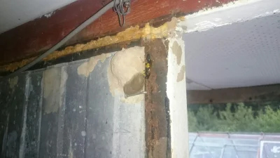 dlugi_ - Co to za #owad co takie gliniane domki buduje? 
#owady #robale #kiciochpyta ...
