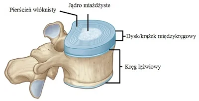 vudt - Dobry wieczór :)

Jako przyszły fizjo ( pod koniec września rozpoczynam 3 ro...