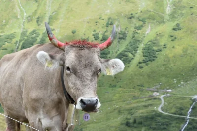 Konkol - Gdzieś w Alpach Szwajcarskich ( ͡° ͜ʖ ͡°) #podrozojzwykopem #podroze #gory #...