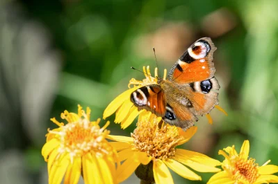 ressol - Fotografujące Mirki, oto moje pierwsze w życiu makro, jeszcze ciepłe, co myś...