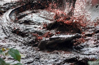 GraveDigger - Jedno z najlepszych krwawych zdjęć krokodyli, jakie widziałem.

#zwierz...