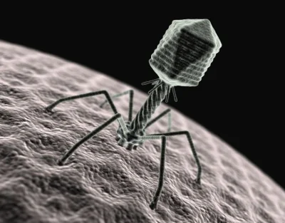 grzeszna - Plusiki dla śmieszniutkiego bakteriofaga ( ͡° ͜ʖ ͡°)

Bakteriofagi są to...