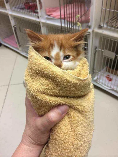 anonim1133 - #purrito #kotnadzis #koty