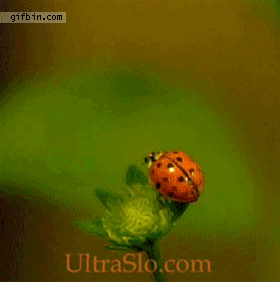 lodowy_parapox - #gif #nauka #ciekawostki #natura



Tak właśnie lata biedronka.