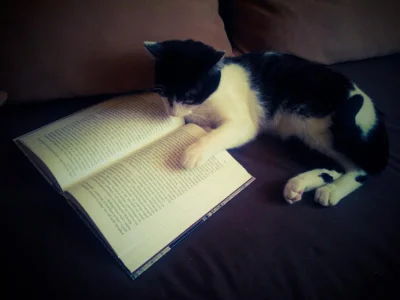 Arisek - Ja już czytam, a TY obywatelu?
#cotekoty #paczaizm #koty
