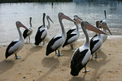 Immun - Wykop to plaża z pelikanami #pelikanylykajo