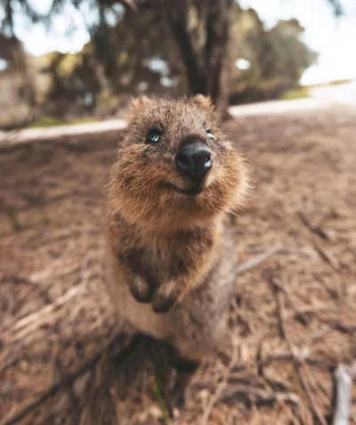 aloszkaniechbedzie - #quokkanadzis #quokka #zwierzaczki