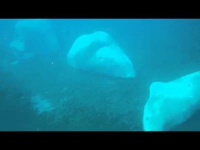 boyaloft - Krótki film z nurkowania w celu sprawdzenia dna na którym zakotwiczyłem. O...
