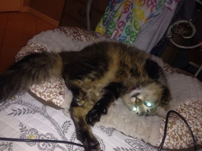 annawzn - Kiedy ktoś zaświeci światło jak śpisz
#heheszki #koty #zwierzaczki