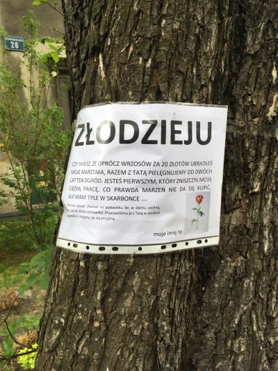 szpila68i - W Krakowie wrzosy dzieciom kradną z przydomowych ogródków, tak że tego: