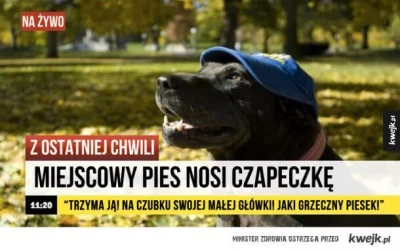 d.....a - Z ostatniej chwili! #heheszki #breakingnews #smiesznypiesek