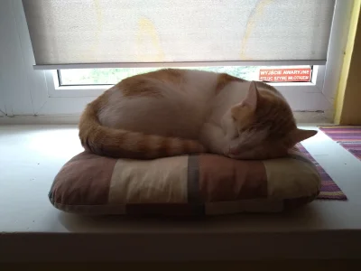 iwunio - Cykl spania kota na poduszce do spania dla kota. Reszta w komentarzach 
(tak...