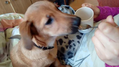 eshabe - A tak Jasper pije herbatę w niedzielny poranek na kaca po ostatkach :-D
#pok...