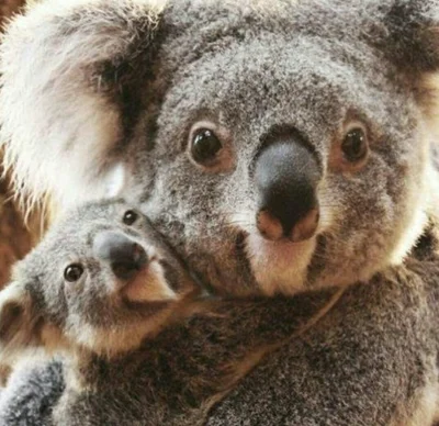 Najzajebistszy - Alleluja! Wesołych Świąt! ʕ•ᴥ•ʔ

#koala #koalowabojowka #zwierzaczki...
