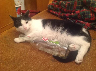 satanasluciferi - poznajcie Pana Kota alkoholika